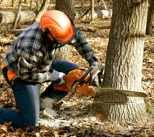 Tree Removal in West Des Moines, IA